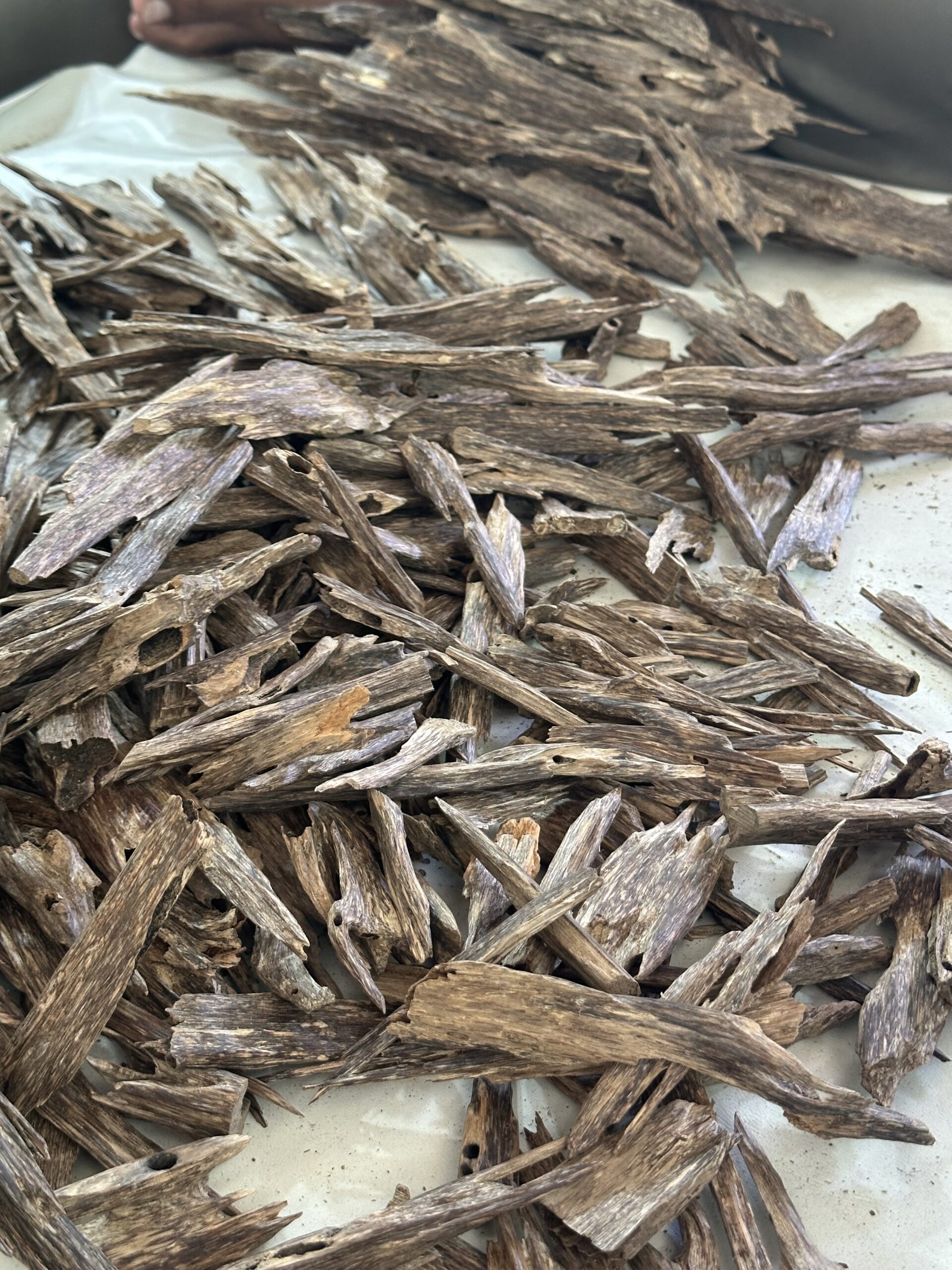 Alphaa Premium Agarwood Oud From Nagalend– Natural Resin Wood (100 Gram) - Image 3